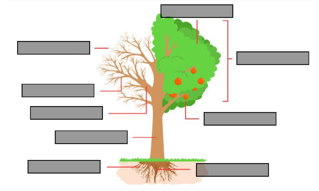 lv-arbre