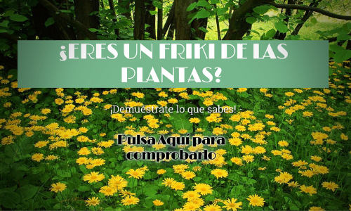 lv-friki-plantes